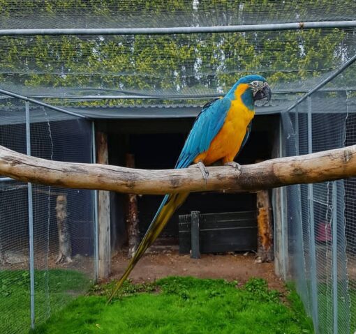 Male Blue-Throated Macaw Parrot named Lampa perched on a branch, showcasing vibrant blue and yellow feathers with a striking blue throat.