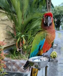 Calico Macaw Parrot-(Lagon)