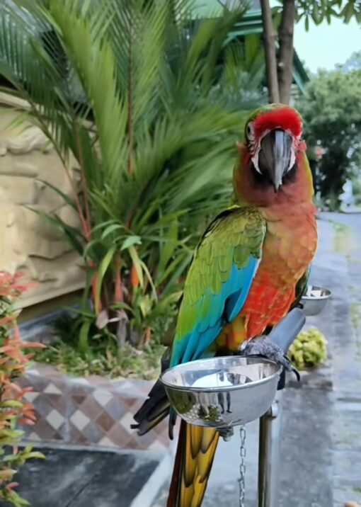 "Vibrant male Calico Macaw Parrot named Lagon, 1 year 3 months old, fully vaccinated, with bright blue, red, and yellow plumage."