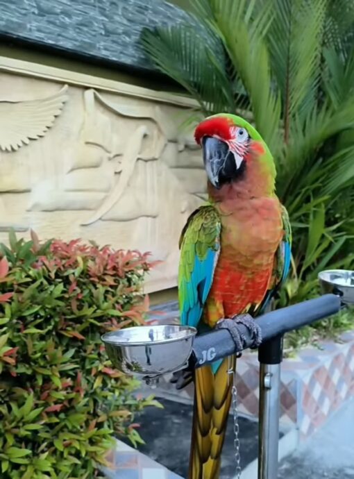 "Vibrant male Calico Macaw Parrot named Lagon, 1 year 3 months old, fully vaccinated, with bright blue, red, and yellow plumage."