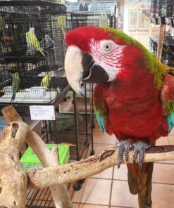 Calico Macaw Parrot-(Lagon)