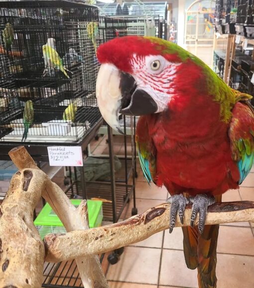 "Vibrant male Calico Macaw Parrot named Lagon, 1 year 3 months old, fully vaccinated, with bright blue, red, and yellow plumage."