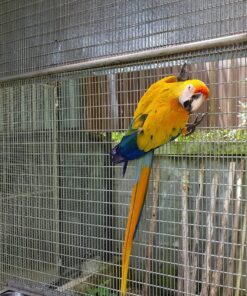 Camelot Macaw Parrot-(Lopo)
