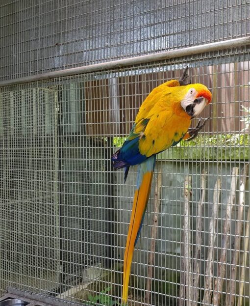 “Male Camelot Macaw Parrot named Lopo with vibrant blue, green, and red feathers, perched calmly showing bright eyes and strong beak.”
