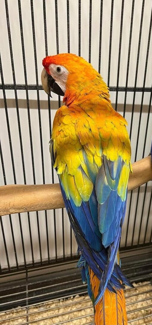 “Male Camelot Macaw Parrot named Lopo with vibrant blue, green, and red feathers, perched calmly showing bright eyes and strong beak.”