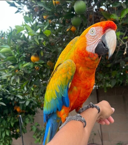 “Male Camelot Macaw Parrot named Lopo with vibrant blue, green, and red feathers, perched calmly showing bright eyes and strong beak.”