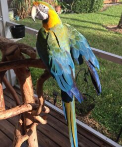 Catalina Macaw Parrot-(Lami)
