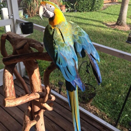 "Male Catalina Macaw Parrot named Lami with vibrant blue, yellow, and green feathers perched calmly, showcasing bright and healthy plumage."