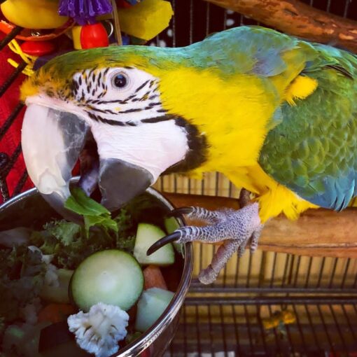 Catalina Macaw Parrot-(Lami) - Image 3