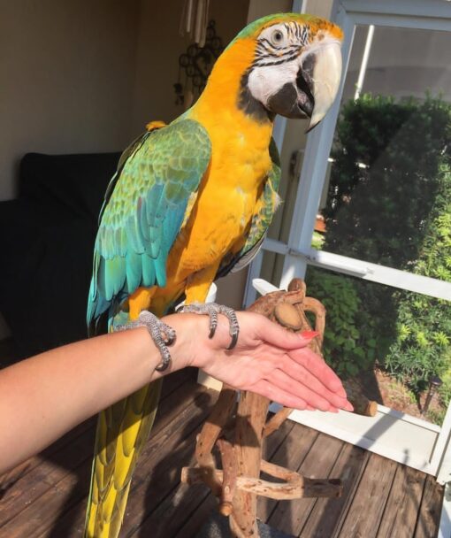 "Male Catalina Macaw Parrot named Lami with vibrant blue, yellow, and green feathers perched calmly, showcasing bright and healthy plumage."