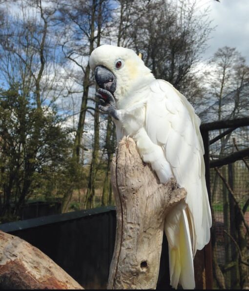 “Female Citron-Crested Cockatoo Parrot Vitina, 1-year-old hand-raised exotic parrot with vibrant yellow crest and white feathers”