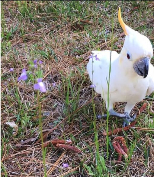 “Female Citron-Crested Cockatoo Parrot Vitina, 1-year-old hand-raised exotic parrot with vibrant yellow crest and white feathers”