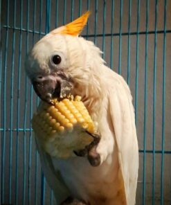 Citron Crested Cockatoo Parrot-(Vitina)