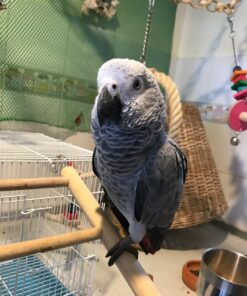 Congo African Grey Parrot-(Alice)
