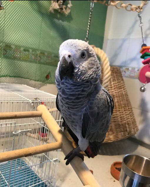 Congo African Grey Parrot-(Alice) - Image 2