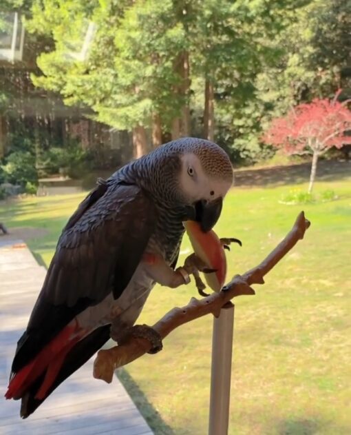 Congo African Grey Parrot-(Alice) - Image 3