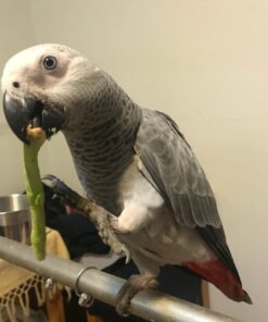 Congo African Grey Parrot-(Alice)