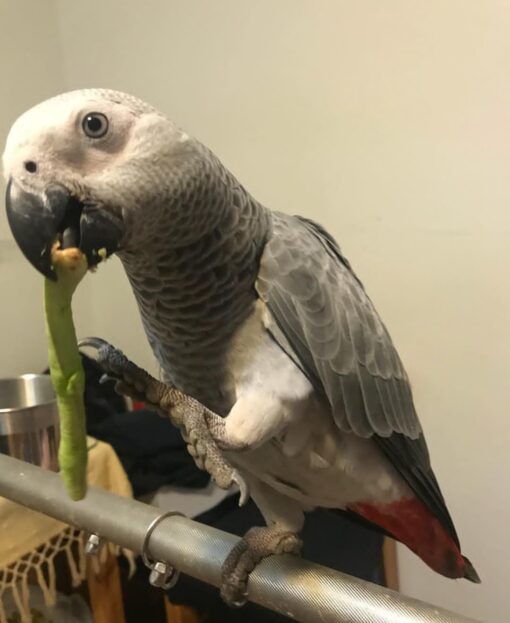 “Female Congo African Grey Parrot named Alice with sleek grey feathers and bright red tail perched calmly.”