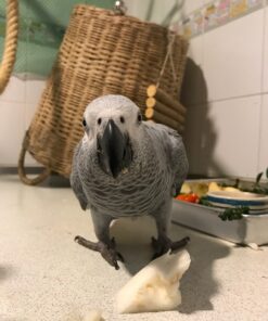 Congo African Grey Parrot-(Kitto)