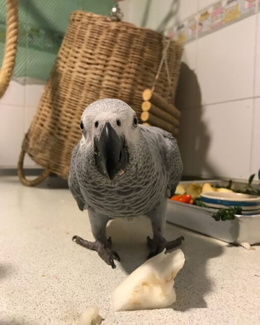 Congo African Grey Parrot-(Kitto) - Image 2