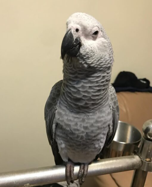 Congo African Grey Parrot-(Kitto) - Image 3