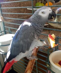 Congo African Grey Parrot-(Kitto)