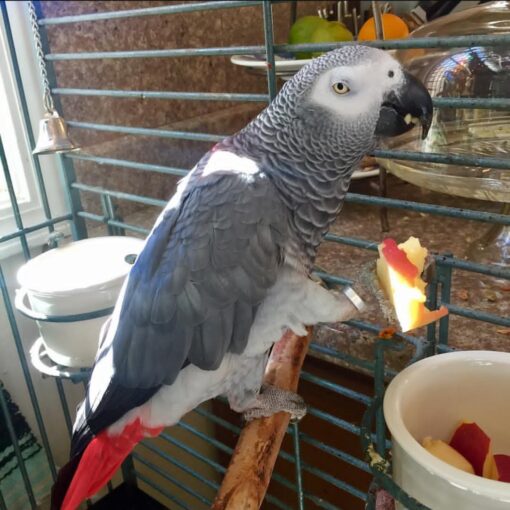 Male Congo African Grey Parrot named Kitto perched, showing sleek grey feathers and bright red tail with attentive, intelligent expression.