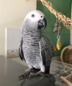 Congo African Grey Parrot-(Myra)