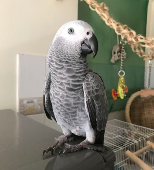 Congo African Grey Parrot-(Myra) - Image 2