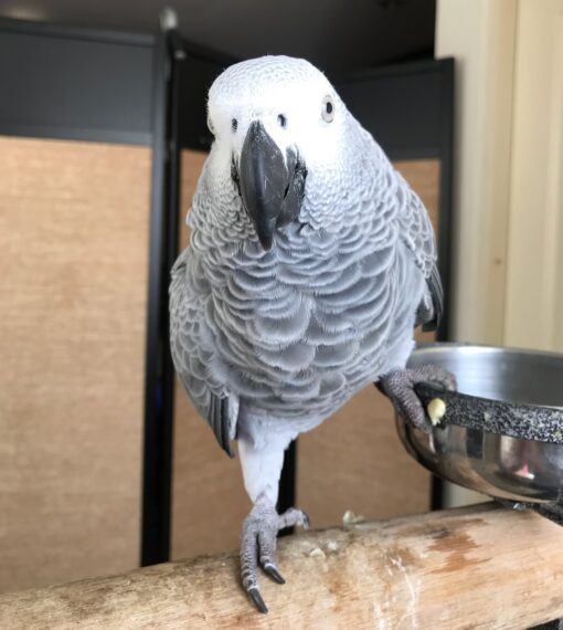 Congo African Grey Parrot-(Myra) - Image 3