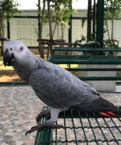 Congo African Grey Parrot-(Myra)