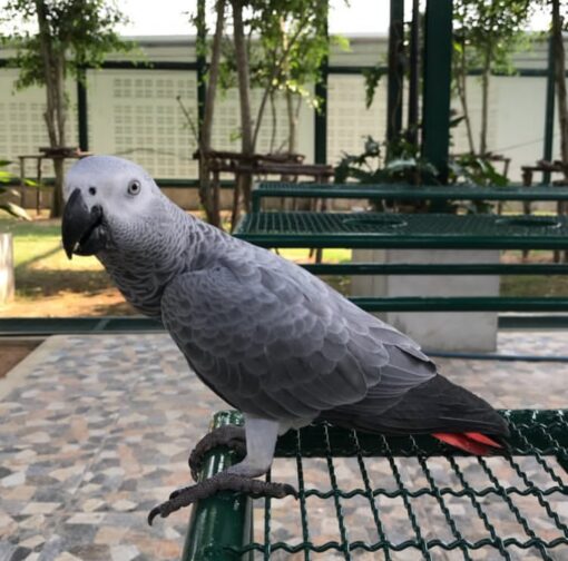 A close-up of Myra, a female Congo African Grey Parrot, showcasing her sleek grey feathers, bright red tail, and intelligent dark eyes, perched calmly against a soft, neutral background.