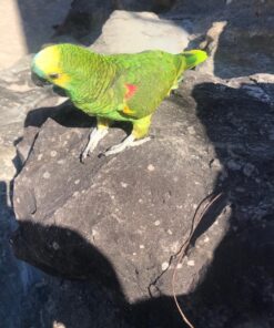 Double Yellow Head Amazon Parrot-(Ana)