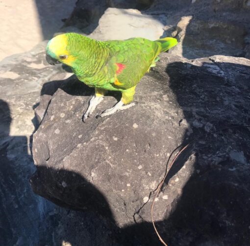 Double Yellow Head Amazon Parrot-(Ana) - Image 2
