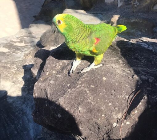Female Double Yellow Head Amazon Parrot named Ana with bright yellow head feathers and vibrant green body, perched calmly.