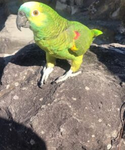 Double Yellow Head Amazon Parrot-(Ana)