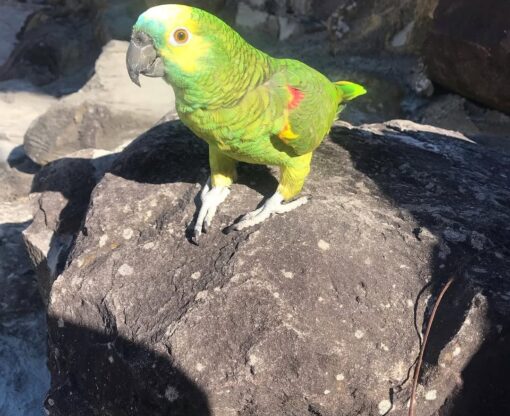 Female Double Yellow Head Amazon Parrot named Ana with bright yellow head feathers and vibrant green body, perched calmly.