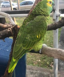 Double Yellow Head  Amazon Parrot-(Dan)