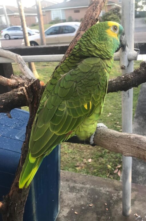 “Close-up of Dan, a vibrant male Double Yellow Head Amazon Parrot with bright yellow crown feathers and rich green plumage, perched and alert.”