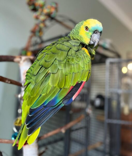 “Close-up of Dan, a vibrant male Double Yellow Head Amazon Parrot with bright yellow crown feathers and rich green plumage, perched and alert.”