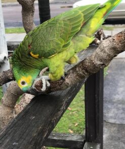 Double Yellow Head  Amazon Parrot-(Dan)