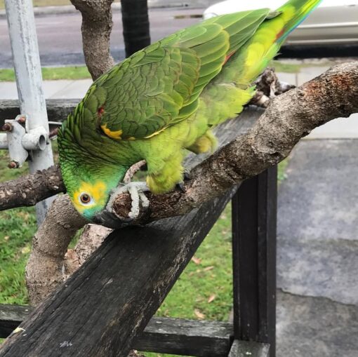 “Close-up of Dan, a vibrant male Double Yellow Head Amazon Parrot with bright yellow crown feathers and rich green plumage, perched and alert.”
