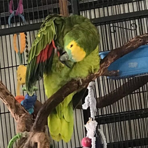 "Close-up of a vibrant Double Yellow Head Amazon Parrot with bright yellow crown and green feathers, showcasing its friendly and intelligent expression."