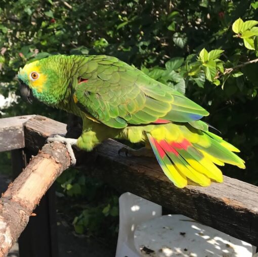 "Close-up of a vibrant Double Yellow Head Amazon Parrot with bright yellow crown and green feathers, showcasing its friendly and intelligent expression."