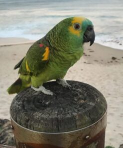 Double Yellow Head Amazon Parrot-(Males/Females)