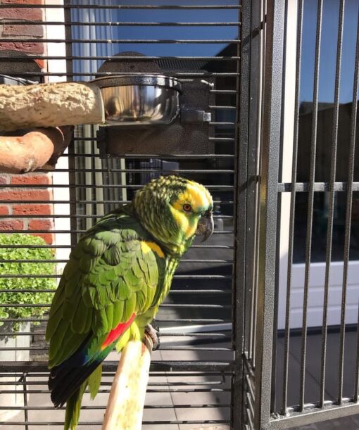 "Close-up of a vibrant Double Yellow Head Amazon Parrot with bright yellow crown and green feathers, showcasing its friendly and intelligent expression."