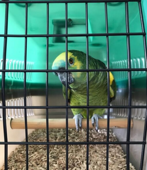 "Close-up of a vibrant Double Yellow Head Amazon Parrot with bright yellow crown and green feathers, showcasing its friendly and intelligent expression."