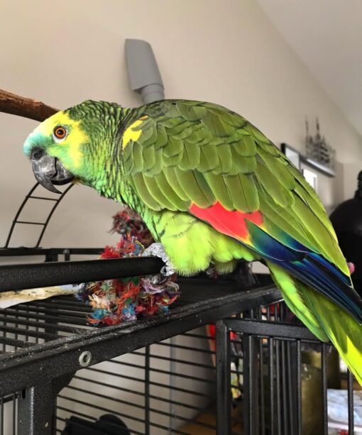 "Close-up of a vibrant Double Yellow Head Amazon Parrot with bright yellow crown and green feathers, showcasing its friendly and intelligent expression."