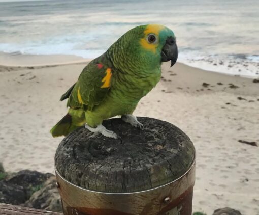 "Close-up of a vibrant Double Yellow Head Amazon Parrot with bright yellow crown and green feathers, showcasing its friendly and intelligent expression."