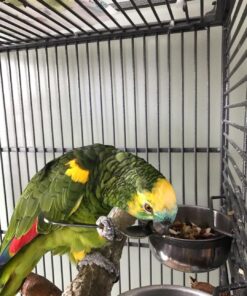 Double Yellow Head Amazon Parrot-(Males/Females)